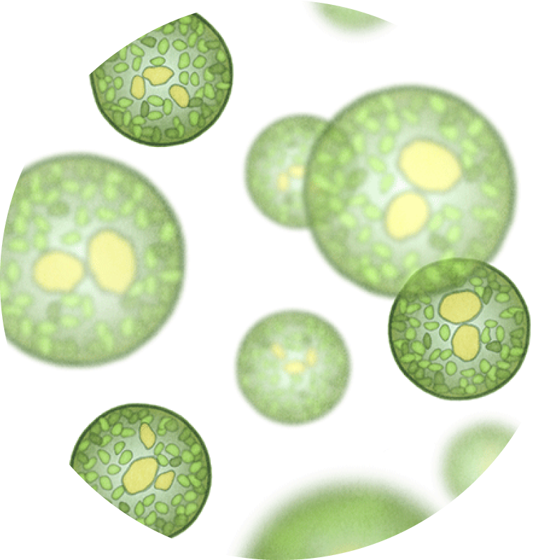 The science of fermentation 14 Single cell algae lipid droplets