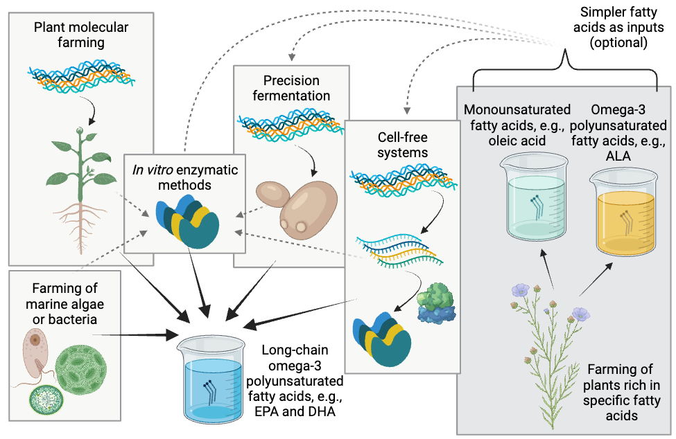 Affordable animal-free omega-3 ingredients for alternative seafood and other alternative protein applications 5 Diagram illustrating the various options for producing epa and dha from non-animal sources. Farming of marine algae or bacteria, plant molecular farming, precision fermentation, and cell-free systems can be used to produce epa and dha directly, or can be used to produce enzymes used in a separate in vitro synthesis step. Simpler fatty acids such as oleic acid or ala can also serve as inputs for precision fermentation, cell-free systems, or in vitro enzymatic methods.