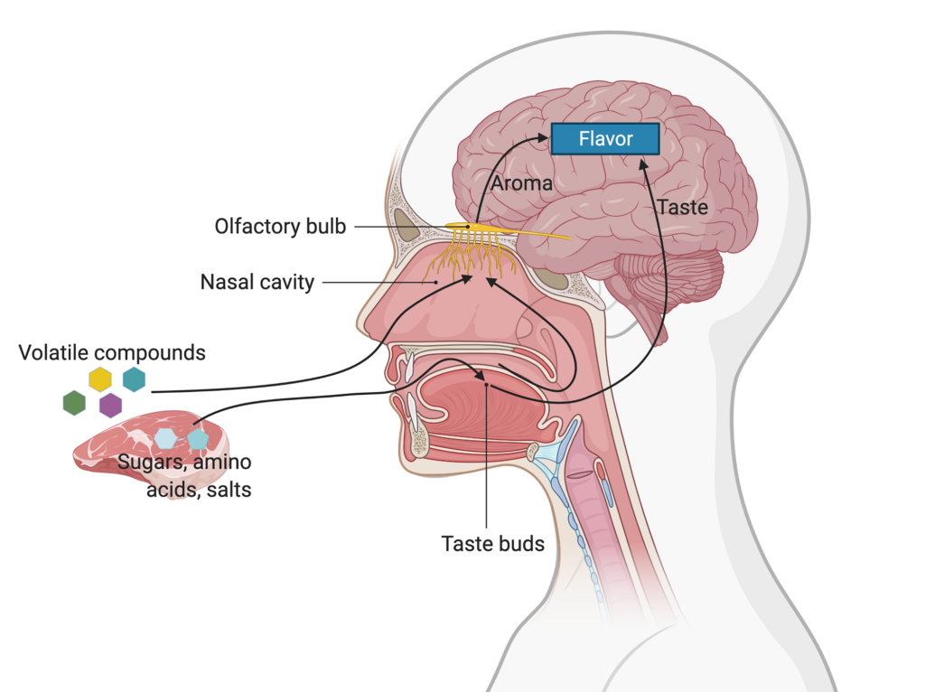 Deep dive: cultivated meat end products 18 A diagram showing how humans perceive flavor. The taste buds sense water soluble compounds like sugars, amino acids, and salts, and receptors in the nasal cavity sense volatile compounds. These senses (aroma and taste) are processed as flavor in the brain.