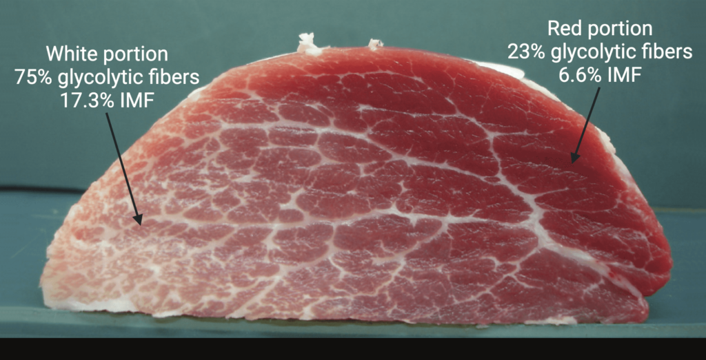 Deep dive: cultivated meat end products 4 A photograph of a cross section of a porcine semitendinosus muscle showing the difference in color between the red and white portions of the muscle.