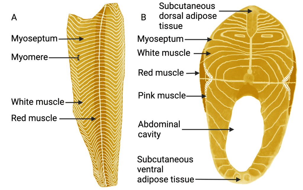 Deep dive: cultivated meat end products 5 A diagram showing the longitudinal and cross sections of the muscle structure of a fish.