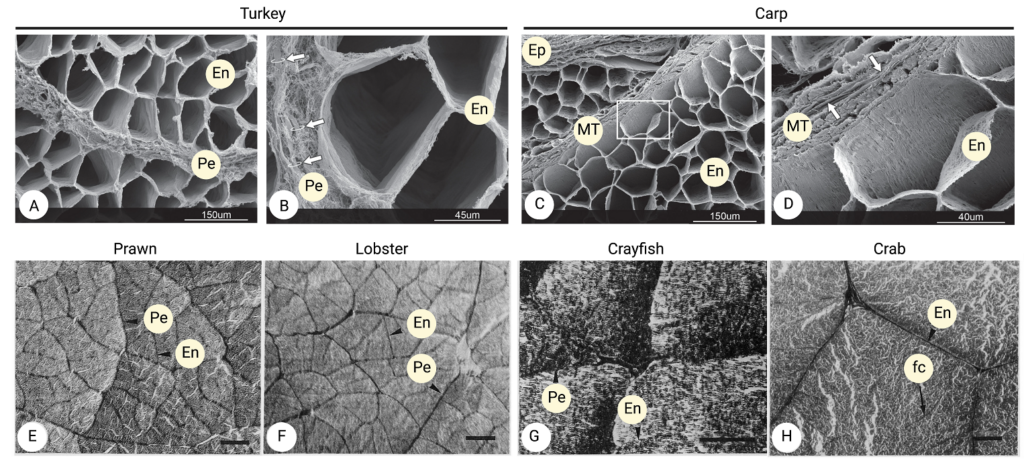 Deep dive: cultivated meat end products 8 Electron and light micrographs of turkey, carp, prawn, lobster, crayfish, and crab muscle.