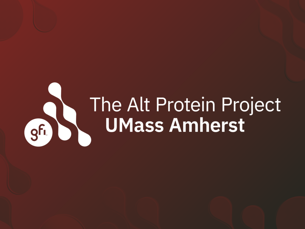Meet the alt protein project’s latest cohort 15 The umass amherst alt protein project on a gradient background
