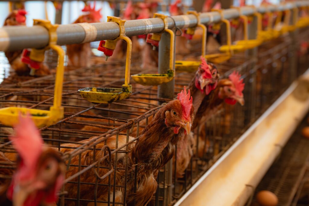 Global health benefits of alternative proteins 4 20272b1c 17c6 4f0e 886f 10e05c01760f 6192x4128